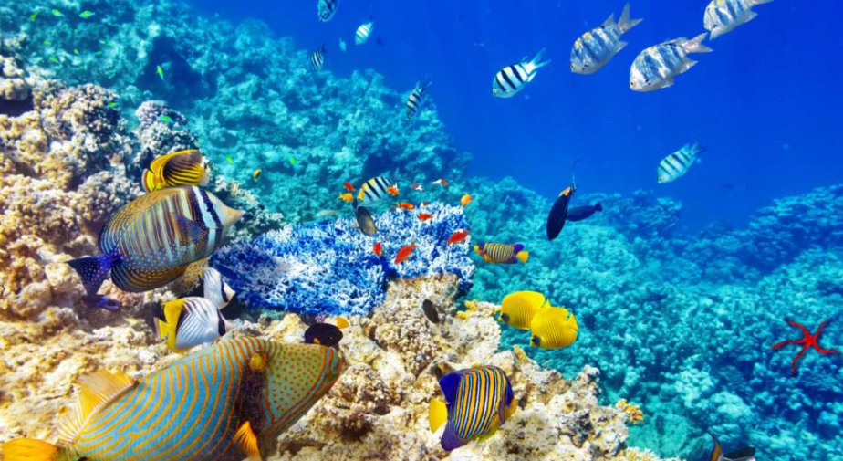 Nhiệt độ đại dương đang nóng kỷ lục
